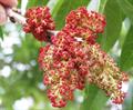 pistacia chinensis